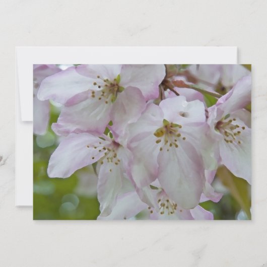 ピンク色の白いカニのリンゴの花キンセアニェラ 招待状 (裏面)