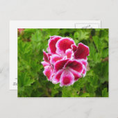 ピンク色の白い花 ポストカード (正面/裏面)