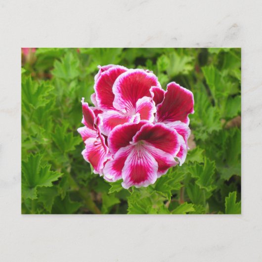 ピンク色の白い花 ポストカード (正面)