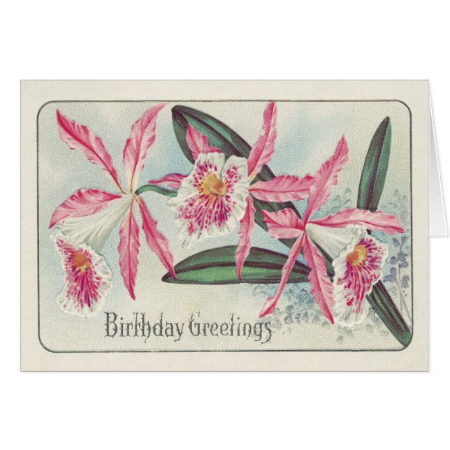 ピンク色の白い蘭の花 (正面横)