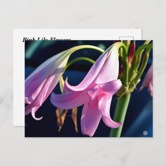 ピンク色の白花 ポストカード (正面/裏面)