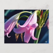ピンク色の白花 ポストカード (正面)