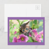 ピンク色の花が咲くかわいい猫 ポストカード (正面/裏面)