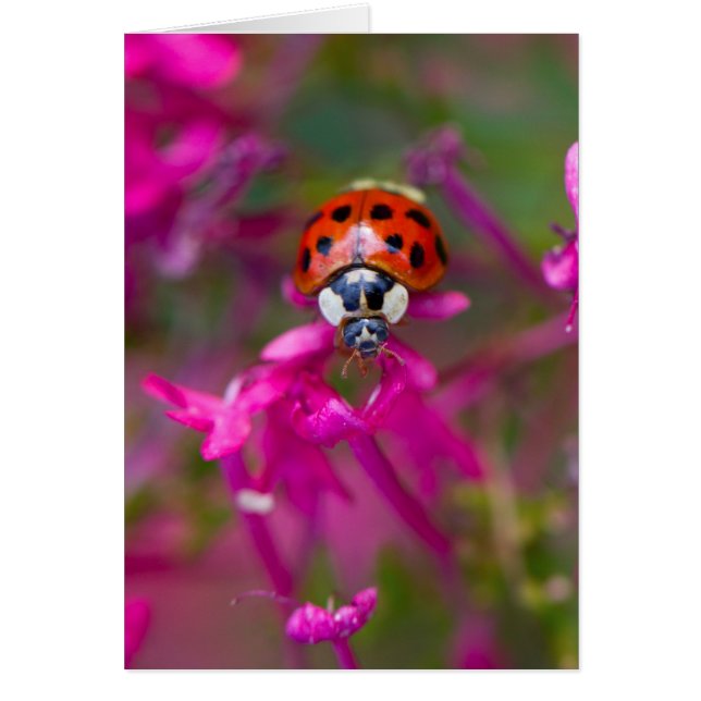 ピンク色の花に赤い黒のテングネクチドリ (正面)