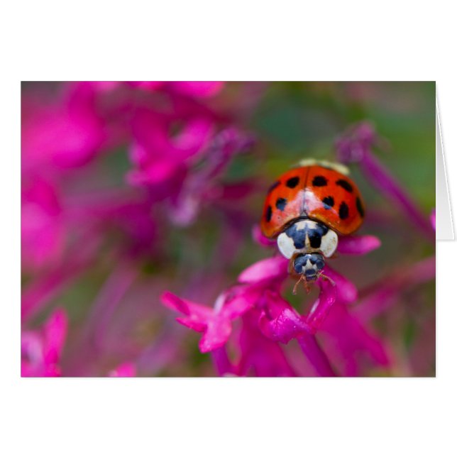 ピンク色の花に赤い黒のテングネクチドリ (正面横)