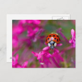 ピンク色の花に赤い黒のテングネクチドリ ポストカード (正面/裏面)