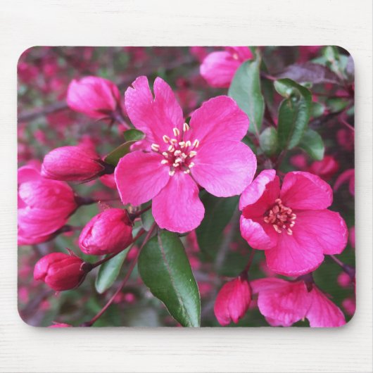 ピンク色の花のクラベリン マウスパッド (正面)