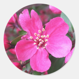 ピンク色の花のクラベリン ラウンドシール