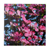 ピンク色の花のハナミズキの木の写真セラミックタイル タイル (正面)