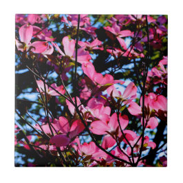 ピンク色の花のハナミズキの木の写真セラミックタイル タイル