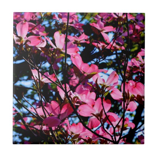ピンク色の花のハナミズキの木の写真セラミックタイル タイル (正面)