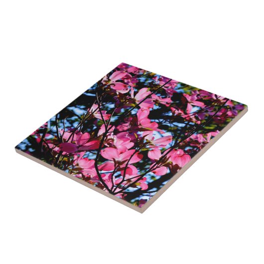 ピンク色の花のハナミズキの木の写真セラミックタイル タイル (側面)