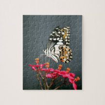 ピンク色の花の白い黒と黄色の蝶