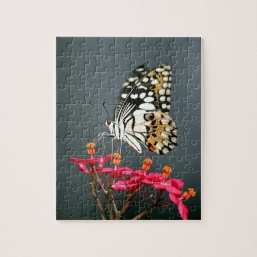 ピンク色の花の白い黒と黄色の蝶 ジグソーパズル (縦)