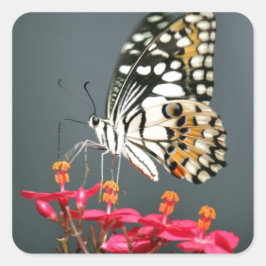 ピンク色の花の白い黒と黄色の蝶 スクエアシール