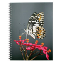 ピンク色の花の白い黒と黄色の蝶