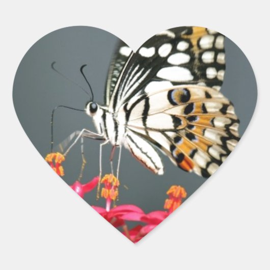 ピンク色の花の白い黒と黄色の蝶 ハートシール (正面)