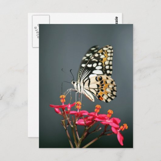 ピンク色の花の白い黒と黄色の蝶 ポストカード (正面/裏面)