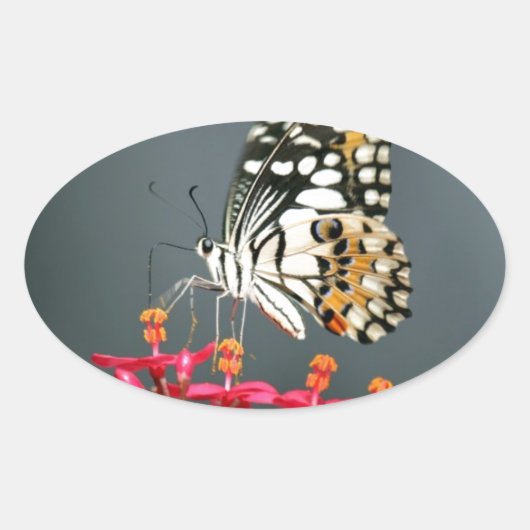 ピンク色の花の白い黒と黄色の蝶 楕円形シール (正面)