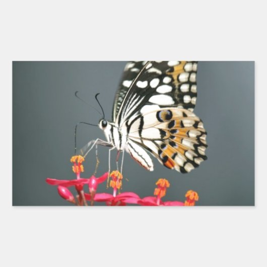 ピンク色の花の白い黒と黄色の蝶 長方形シール (正面)
