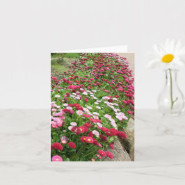 ピンク色の花の開花 カード