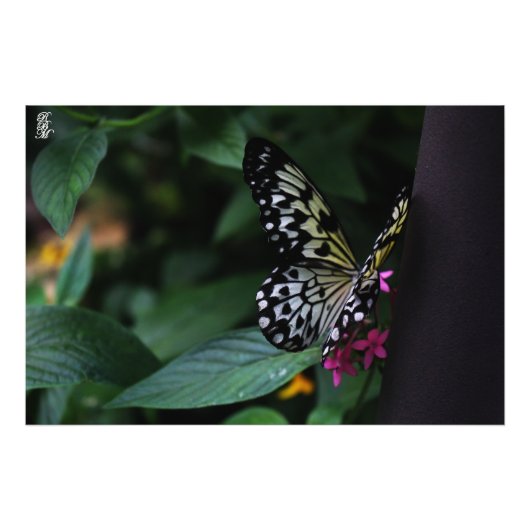 ピンク色の花の黄色い蝶 フォトプリント            (正面)