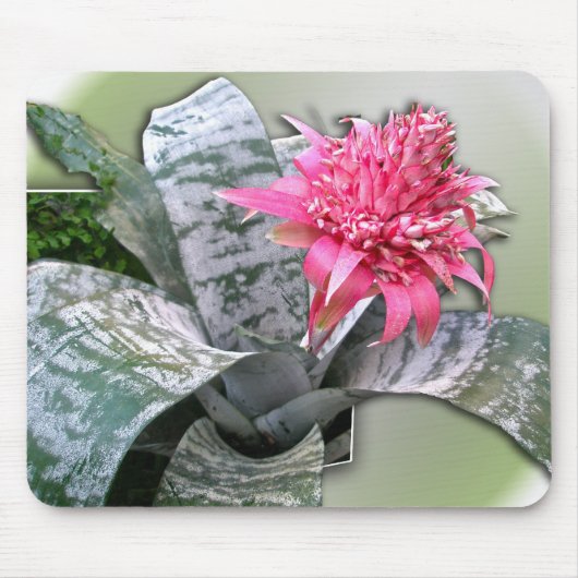 ピンク色の花柄のブロムリード マウスパッド (正面)
