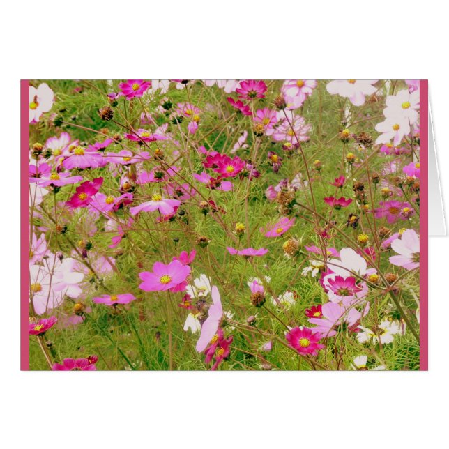 ピンク色の花畑 (正面横)