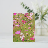 ピンク色の花畑 ポストカード (スタンド正面)