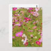 ピンク色の花畑 ポストカード (正面/裏面)