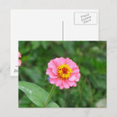 ピンク色の花 ポストカード (正面/裏面)