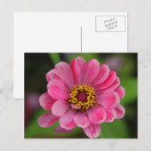 ピンク色の花 ポストカード (正面/裏面)