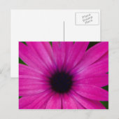 ピンク色の花 ポストカード (正面/裏面)