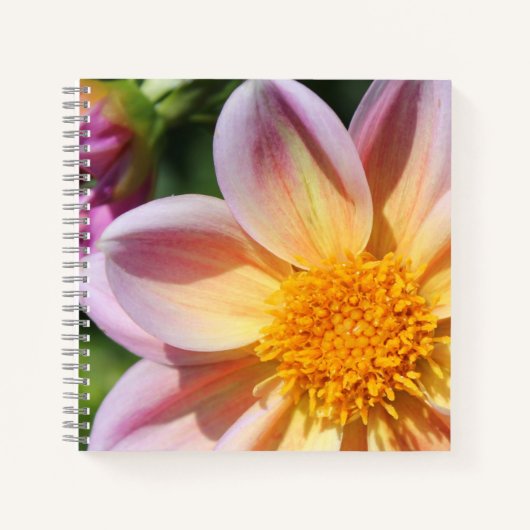 ピンク色の花、明るい黄色の中央 – マクロフォト ノートブック (正面)