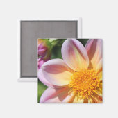 ピンク色の花、明るい黄色の中央 – マクロフォト マグネット (正面/裏面)