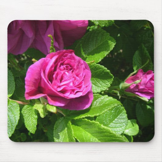 ピンク色の芳香バラの花と離れ緑の花 マウスパッド (正面)