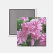 ピンク色の菊 マグネット (正面/裏面)