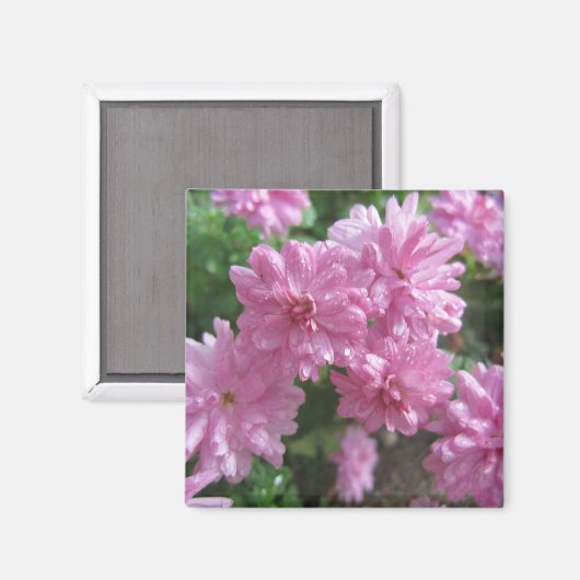 ピンク色の菊 マグネット (正面/裏面)
