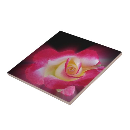 ピンク色の黄色いバラ タイル (側面)