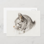 ピンク色の鼻をした猫のスケッチ ポストカード (正面/裏面)