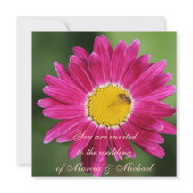 ピンク色彩の鮮やかデイジー