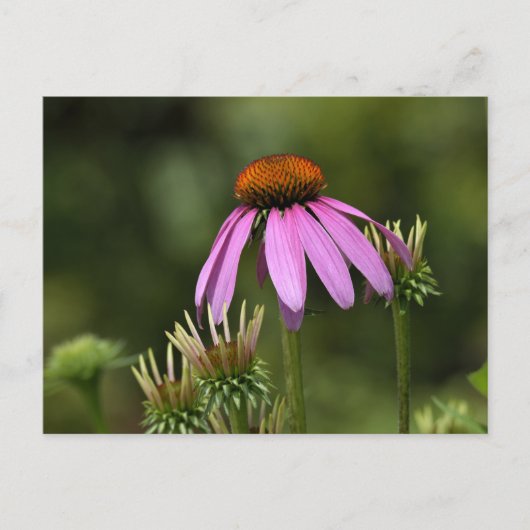 ピンク色鮮やかの紫色の円錐花序 ポストカード (正面)