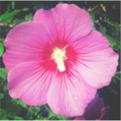 ピンク花の写真 シール (正面)