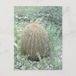 ピンク花びらサボテンの写真はがき ポストカード