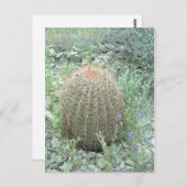 ピンク花びらサボテンの写真はがき ポストカード (正面/裏面)