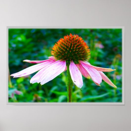 ピンク花びら ポスター (正面)