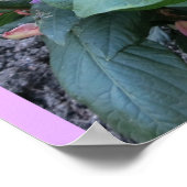 ピンク菊（写真）ポスター ポスター (角)