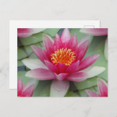 ピンク蓮の水百合 ポストカード (正面/裏面)