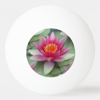 ピンク蓮の水百合 卓球ボール