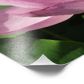 ピンク蓮の花IV フォトプリント            (角)